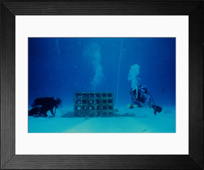 Framed Print : Experimental Reef Framed Print : Experimental Reef