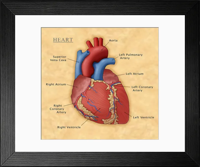 Framed Print : The Human Heart, Illustration