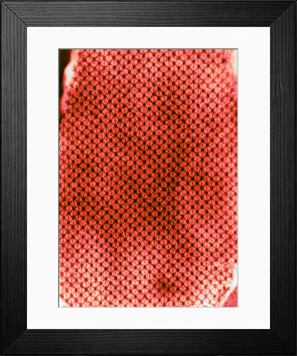 Framed Print : Insect Flight Muscle, EM Framed Print : Insect Flight Muscle, EM