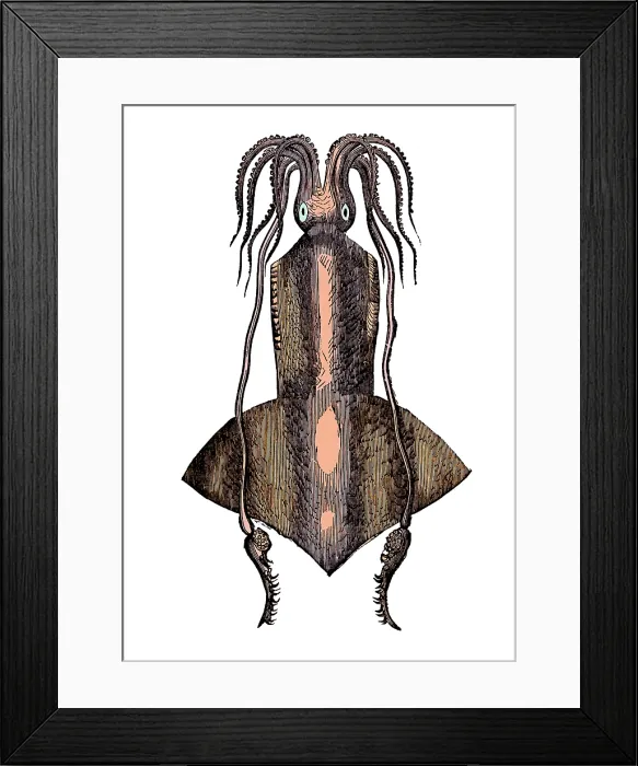 Framed Print : Squid, Deep Sea Cephalopod Framed Print : Squid, Deep Sea Cephalopod