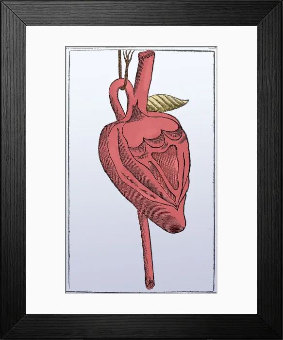 Framed Print : Jacopo Berengario da Carpi, Heart Framed Print : Jacopo Berengario da Carpi, Heart