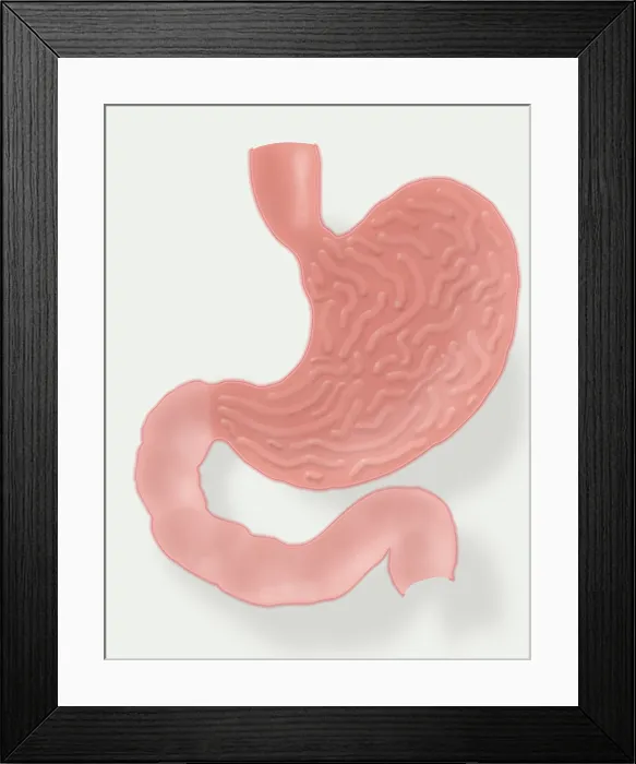 Framed Print : Stomach Illustration Framed Print : Stomach Illustration
