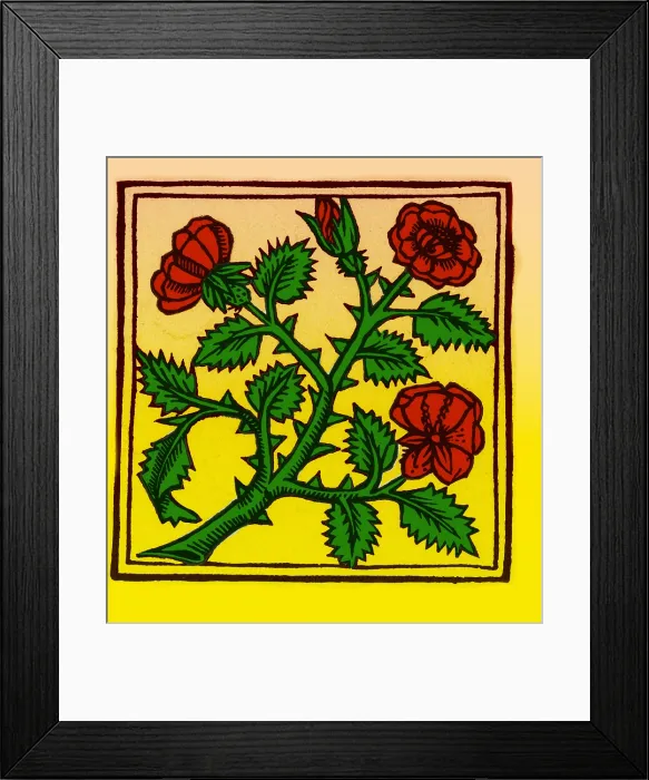 Framed Print : Rose illustration, from Macer's Viribus Herbarum Framed Print : Rose illustration, from Macer's Viribus Herbarum