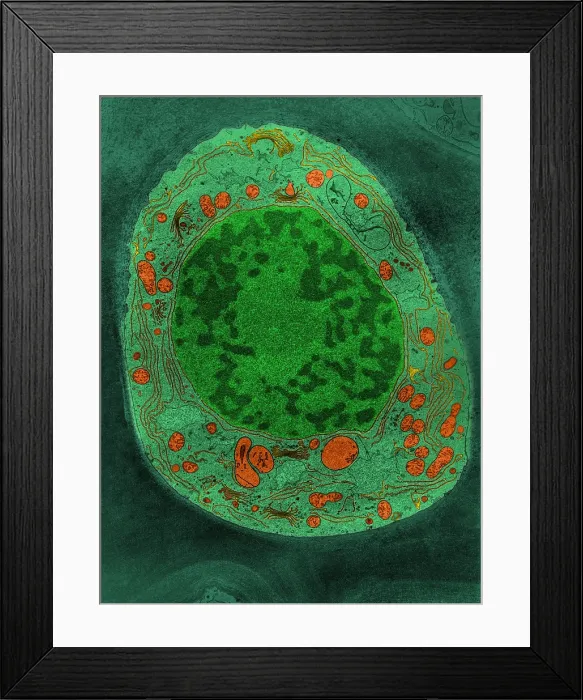 Framed Print : Corn Root Tip Cell, TEM Framed Print : Corn Root Tip Cell, TEM