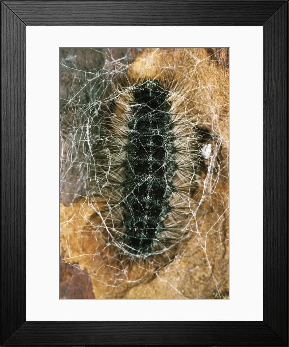 Framed Print : Gypsy Moth caterpillar spins cocoon Framed Print : Gypsy Moth caterpillar spins cocoon