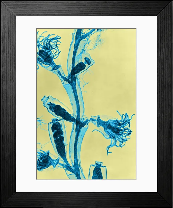 Framed Print : Obelia, light micrograph