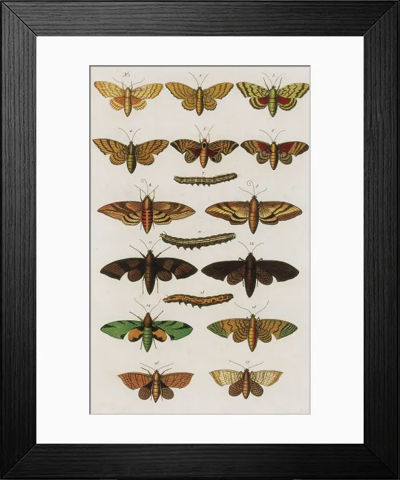 Framed Print : Insects, Seba's Thesaurus, 1734 Framed Print : Insects, Seba's Thesaurus, 1734