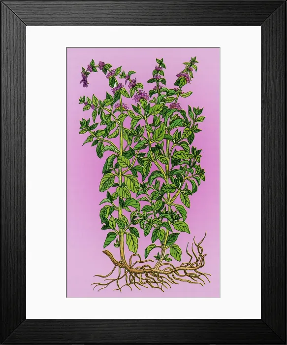Framed Print : Pennyroyal, Alchemy Plant Framed Print : Pennyroyal, Alchemy Plant