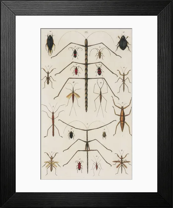 Framed Print : Insects, Seba's Thesaurus, 1734 Framed Print : Insects, Seba's Thesaurus, 1734