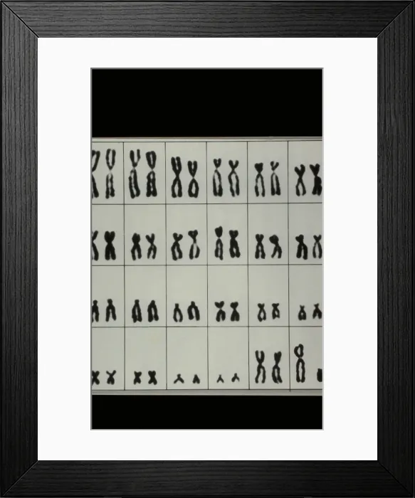 Framed Print : Karyotype, Normal Male Chromosomes Framed Print : Karyotype, Normal Male Chromosomes