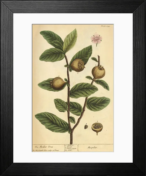 Framed Print : Medlar Tree, Medicinal Plant, 1737