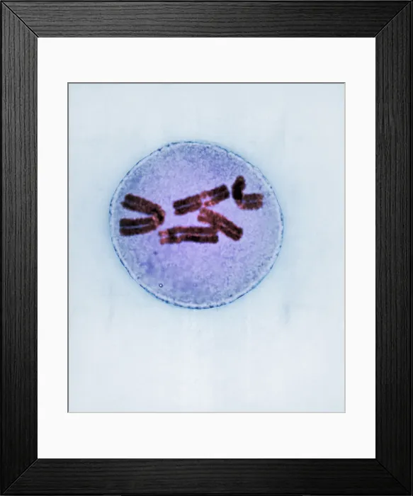 Framed Print : Metaphase of Mitosis in Trillium Cell Framed Print : Metaphase of Mitosis in Trillium Cell