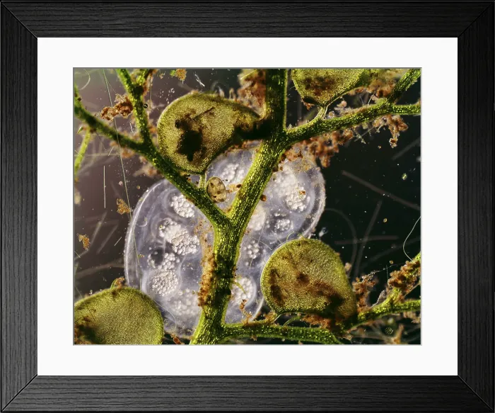 Framed Print : Bladderwort, light micrograph Framed Print : Bladderwort, light micrograph