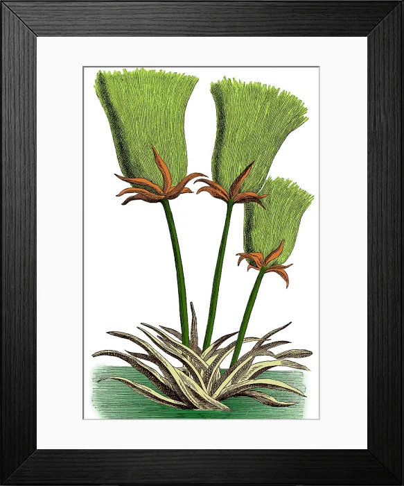 Framed Print : Egyptian Papyrus Framed Print : Egyptian Papyrus