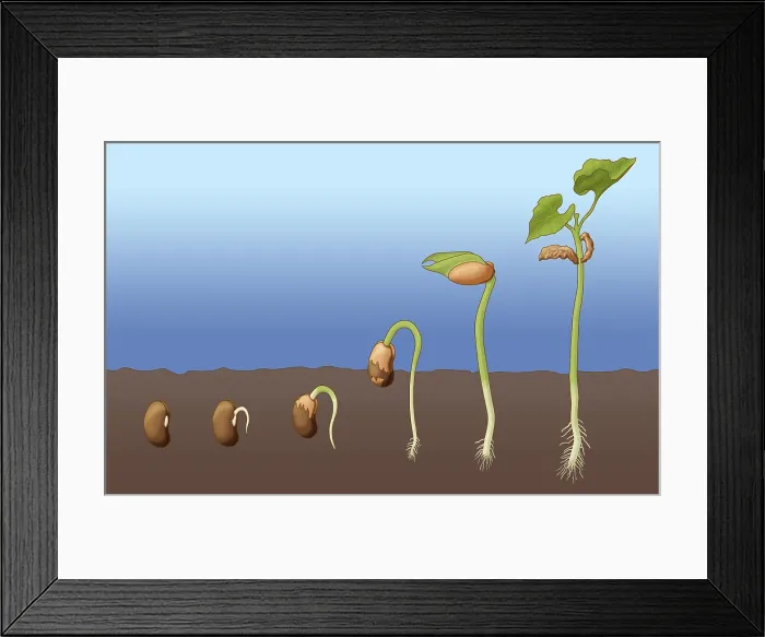Framed Print : Bean Seed Germination, Illustration