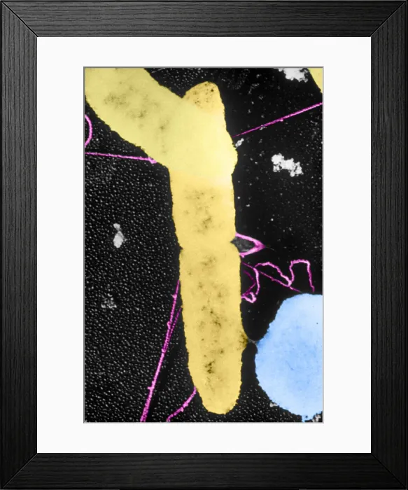 Framed Print : Bacterial Conjugation, TEM Framed Print : Bacterial Conjugation, TEM