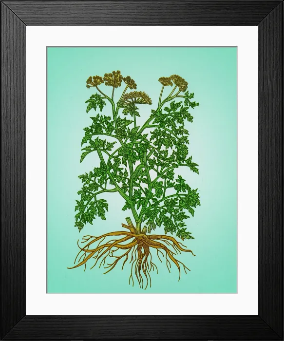 Framed Print : Wild Parsley