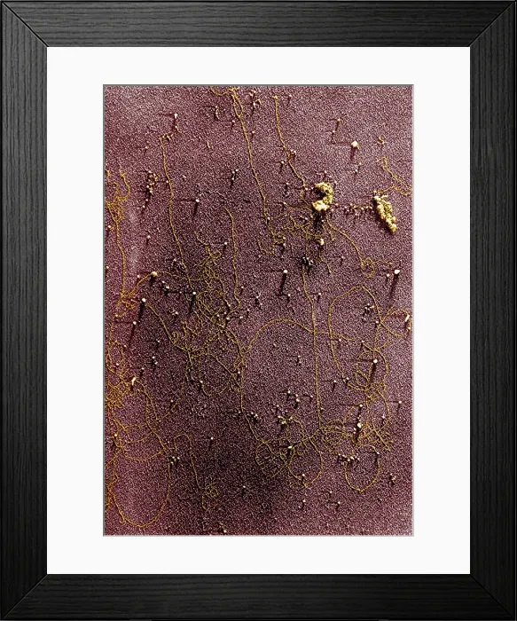 Framed Print : Plant Genetics, Chloroplast DNA, TEM Framed Print : Plant Genetics, Chloroplast DNA, TEM