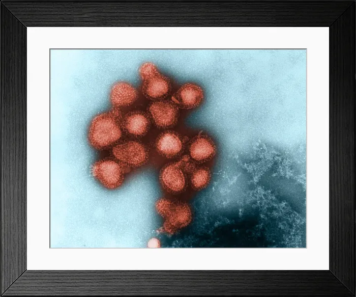 Framed Print : Influenza Virus Framed Print : Influenza Virus