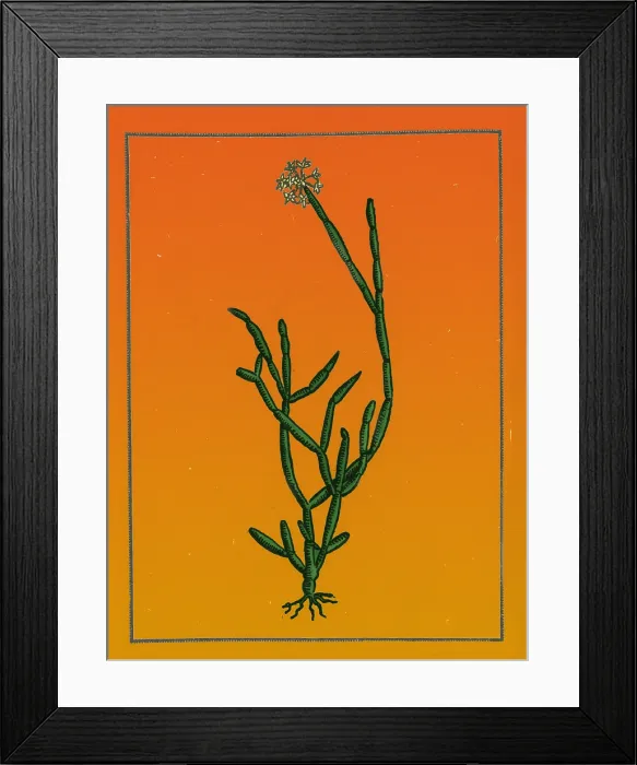 Framed Print : Soma Plant