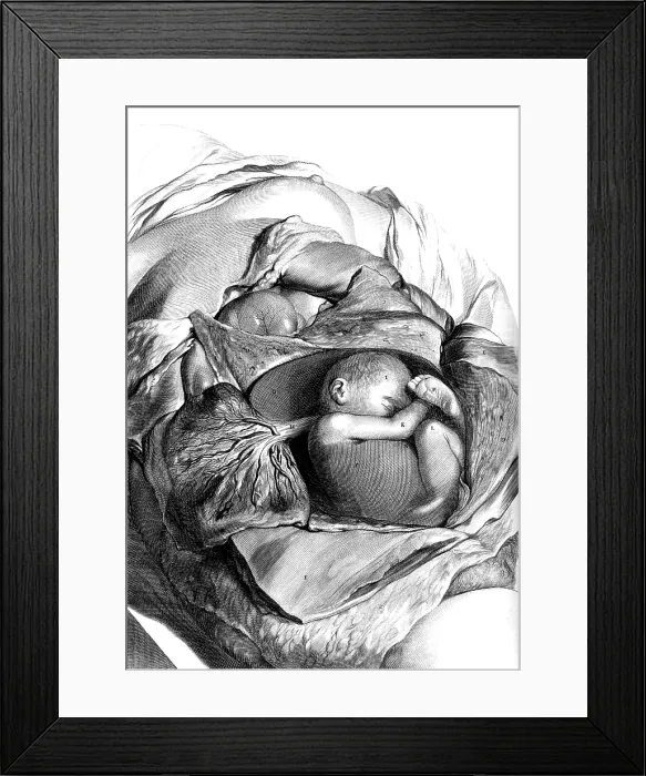 Framed Print : Anatomia humani corporis, Table 56, 1690 Framed Print : Anatomia humani corporis, Table 56, 1690