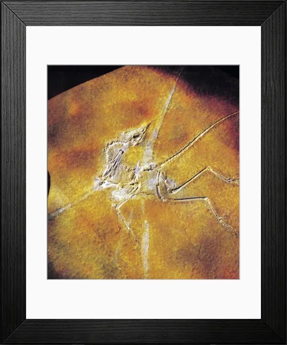 Framed Print : Archaeopteryx lithographica Framed Print : Archaeopteryx lithographica
