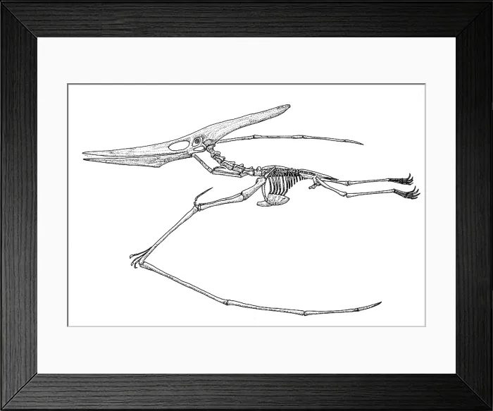 Framed Print : Pteranodon, Cretaceous Flying Reptile