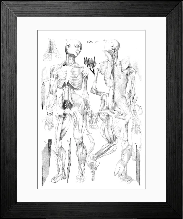 Framed Print : Ame Bourdon, Nouvelles tables anatomiques, 1678 Framed Print : Ame Bourdon, Nouvelles tables anatomiques, 1678