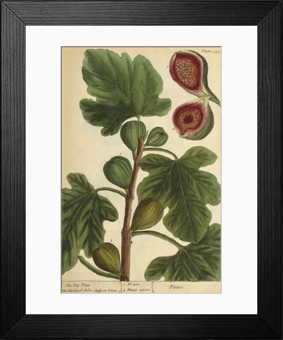 Framed Print : Fig Tree, Medicinal Plant, 1737