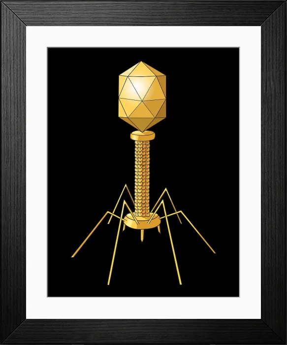 Framed Print : Virus Shape, Enveloped, Illustration Framed Print : Virus Shape, Enveloped, Illustration