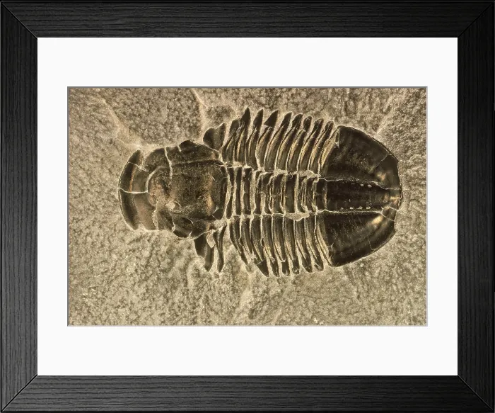 Framed Print : Fossilized Trilobite Framed Print : Fossilized Trilobite