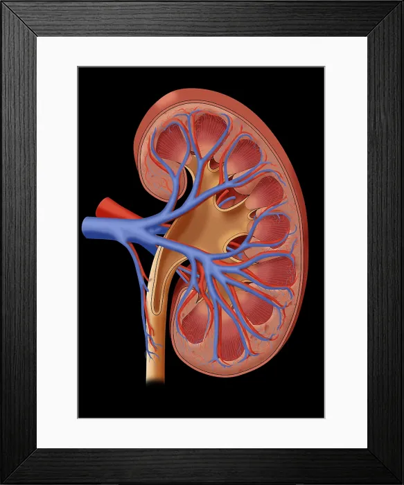 Framed Print : Healthy Kidney, Illustration Framed Print : Healthy Kidney, Illustration
