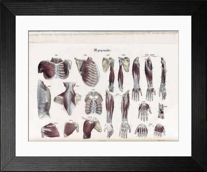 Framed Print : Anatomie Methodique Illustrations Framed Print : Anatomie Methodique Illustrations