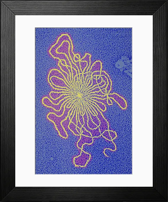 Framed Print : Genetics, DNA of Enterobacteria phage, TEM