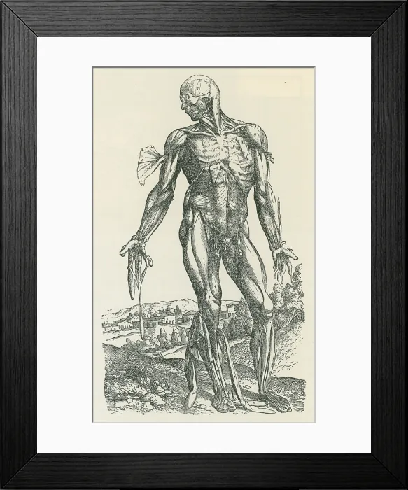 Framed Print : Vesalius De humani Corporis Fabrica Framed Print : Vesalius De humani Corporis Fabrica