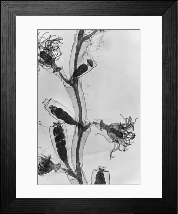 Framed Print : Obelia under a microscope Framed Print : Obelia under a microscope