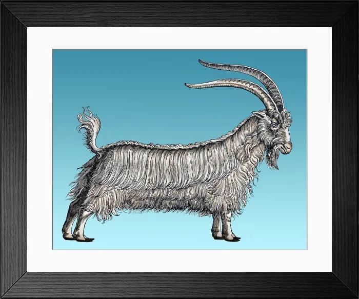 Framed Print : Gessner, Goat, 16th Century Framed Print : Gessner, Goat, 16th Century