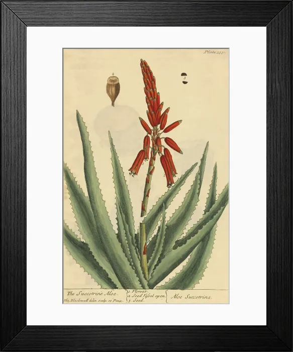 Framed Print : Succrotrine Aloe, Medicinal Plant, 1737 Framed Print : Succrotrine Aloe, Medicinal Plant, 1737