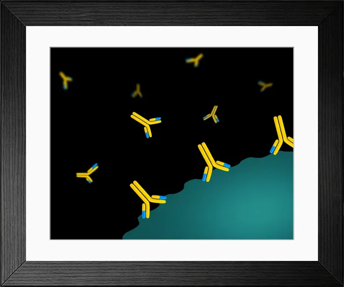 Framed Print : Monoclonal antibodies