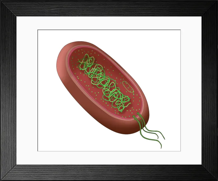 Framed Print : Bacteria Diagram
