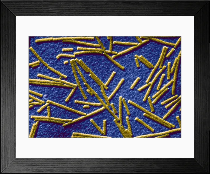 Framed Print : Tobacco mosaic Virus, TEM