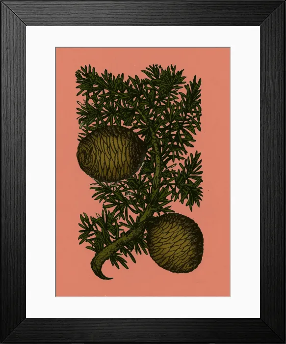 Framed Print : Cassia Tree, Alchemy Plant