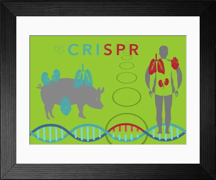 Framed Print : Illustration of CRISPR's use of Pig Organs for Human Organ Transplant