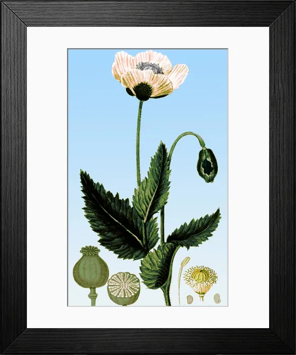 Framed Print : Medicinal Plant, Poppy, 1815 Framed Print : Medicinal Plant, Poppy, 1815
