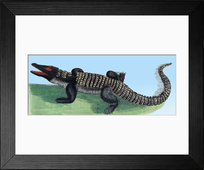 Framed Print : Rondelet, Crocodile, 16th Century Framed Print : Rondelet, Crocodile, 16th Century