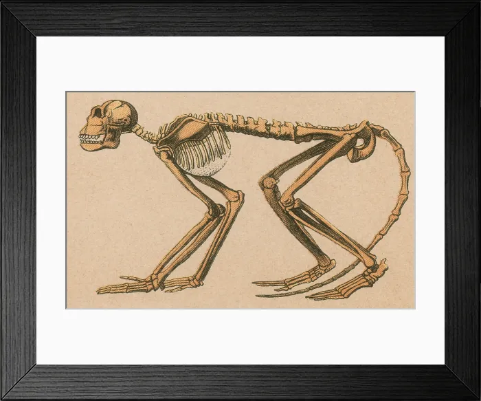 Framed Print : Ancient Monkey, Mesopithecus pentelicus