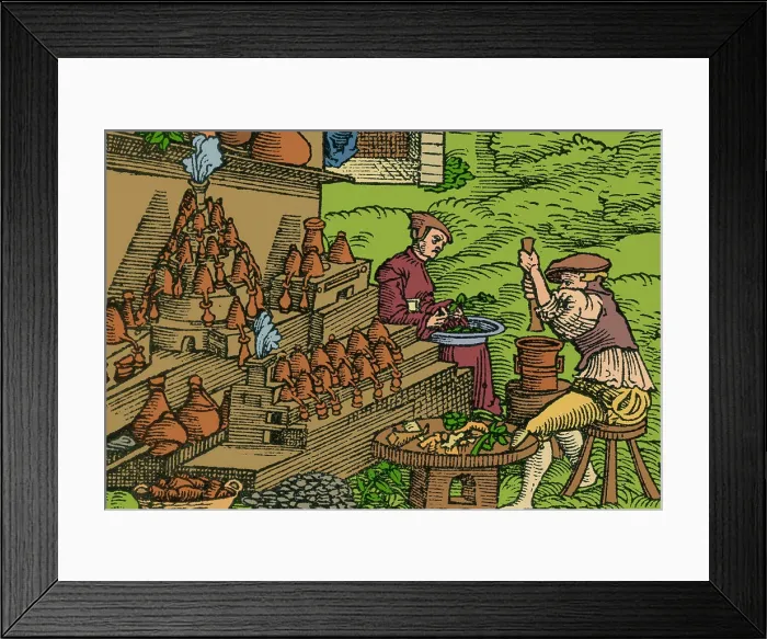 Framed Print : Medical Herb Cultivation, 16th Century Framed Print : Medical Herb Cultivation, 16th Century