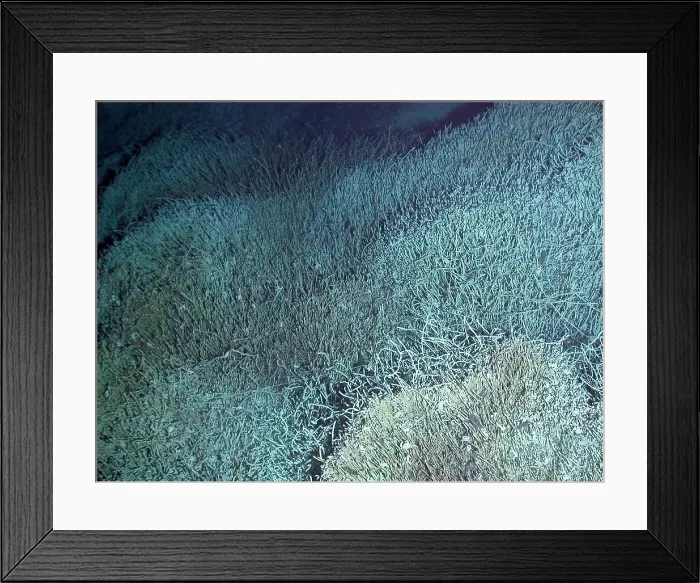 Framed Print : Vent Tubeworms