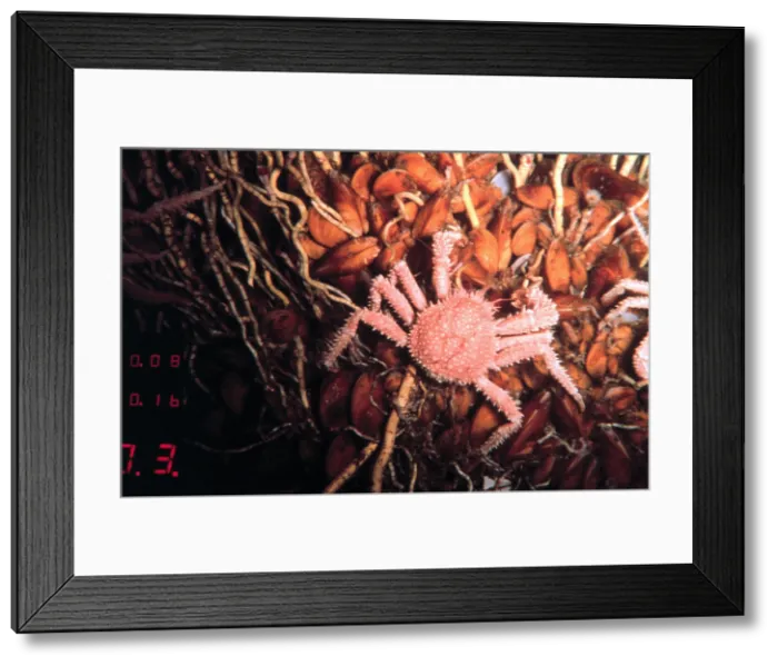 Framed Print : Hydrocarbon Seep Community