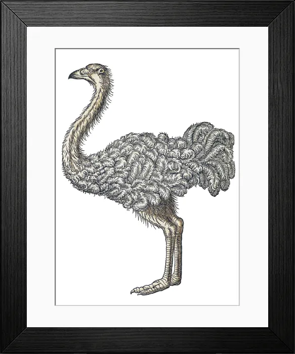 Framed Print : Gessner, Ostrich, 16th Century
